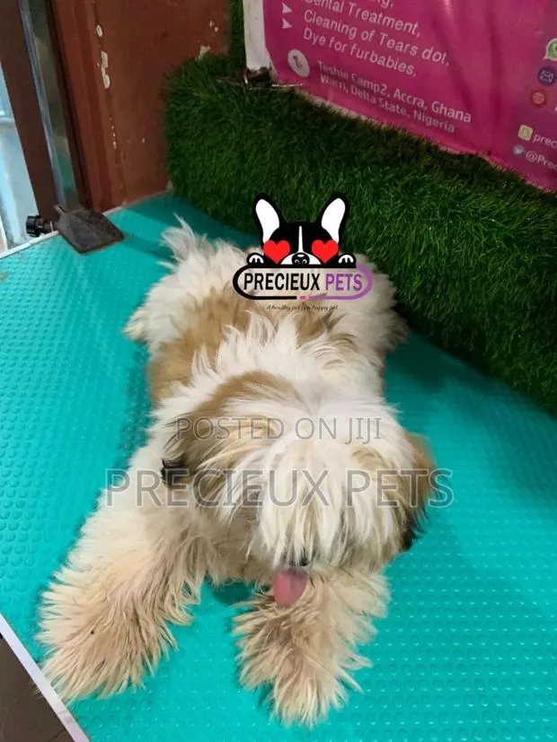 1-3 months Male Purebred Shih Tzu · Photo 1