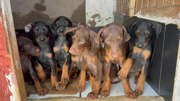1-3 months Male Purebred Doberman Pinscher · Photo 1