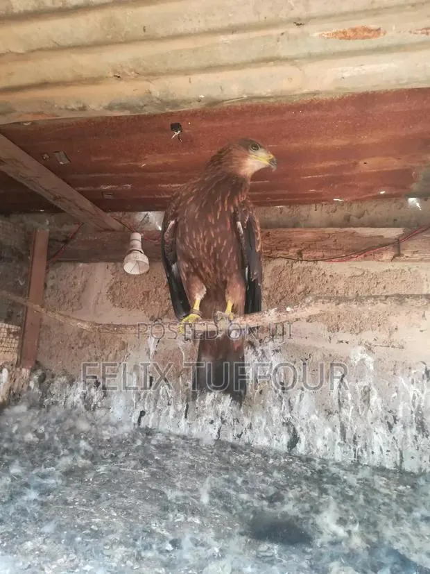 Bird Hawks · Photo 1