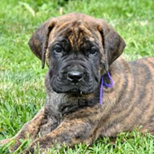 1+ year Male Purebred Boerboel · Photo 1