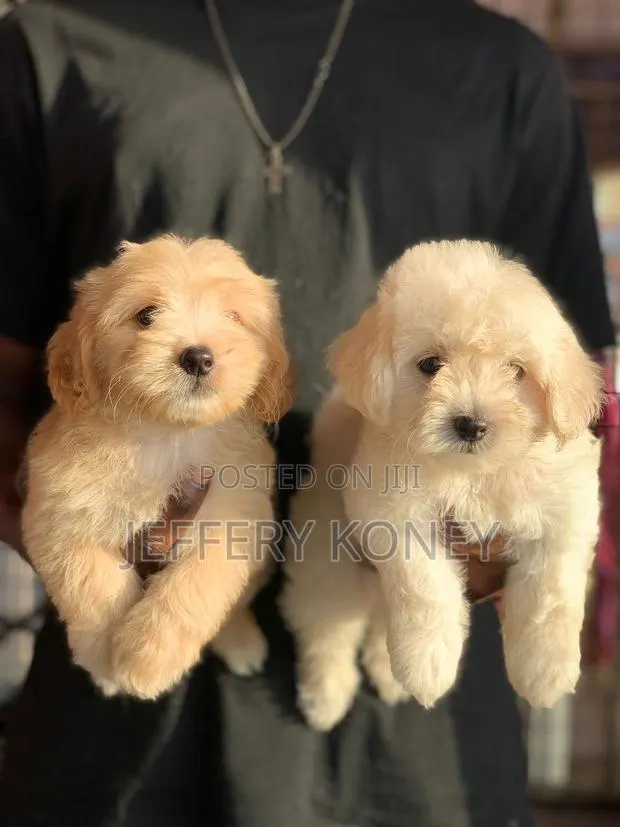1-3 months Female Purebred Poodle · Photo 1