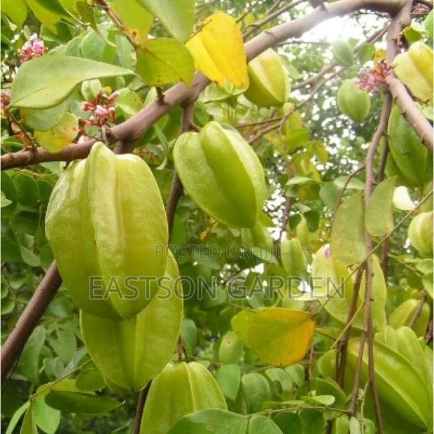 Exotic Star Fruit Seedlings · Photo 4