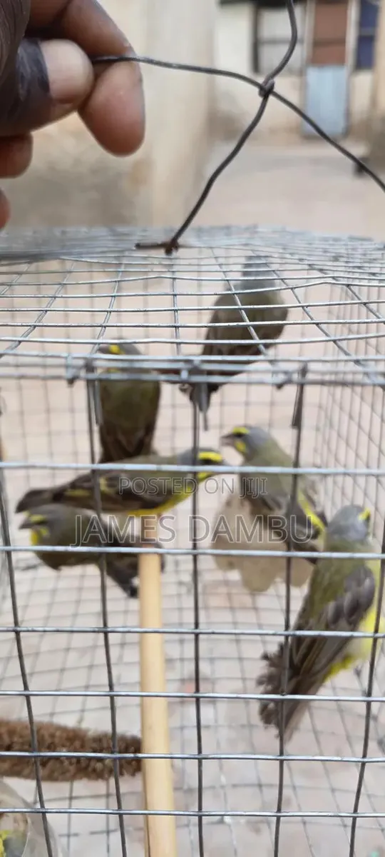 Canary Birds · Photo 4