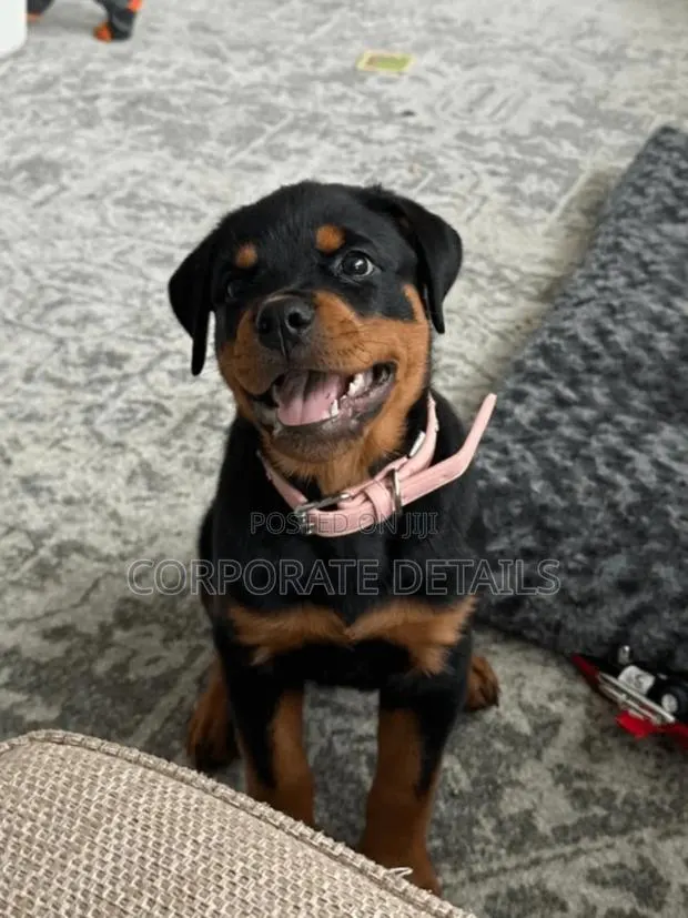 3-6 months Male Purebred Rottweiler · Photo 1