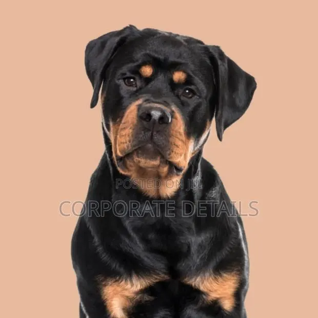 1+ year Male Purebred Rottweiler · Photo 1
