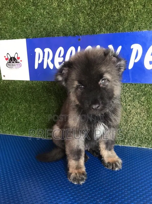 1-3 months Male Purebred Caucasian Shepherd · Photo 1