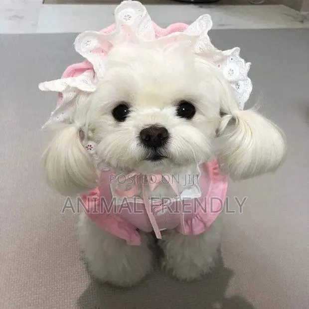 1-3 months Male Purebred Poodle · Photo 1