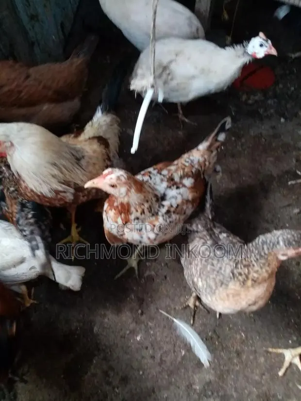 Very Strong and Healthy Local Chickens · Photo 2
