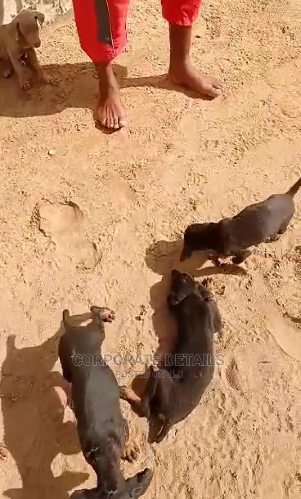 1-3 months Male Purebred Doberman Pinscher · Photo 1