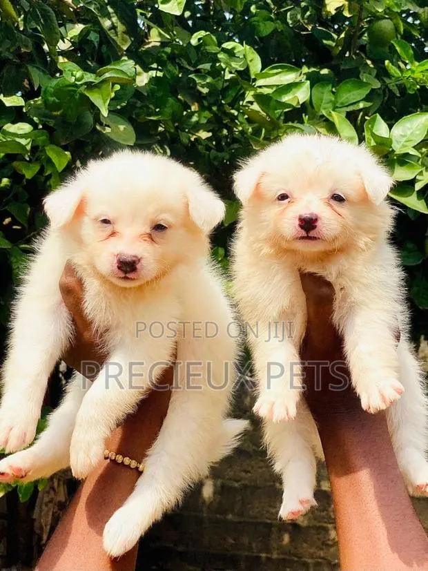 1-3 months Female Purebred American Eskimo · Photo 1