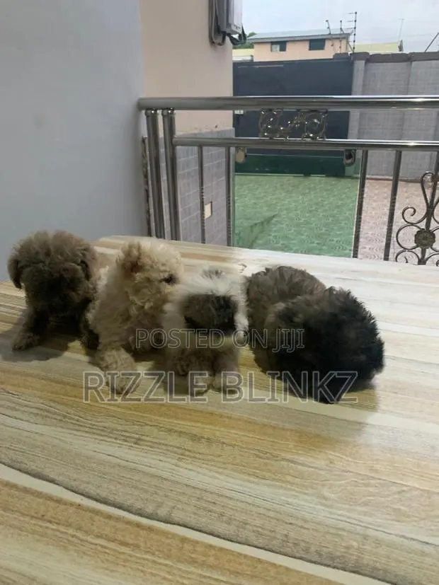 1-3 months Female Purebred Maltese · Photo 1