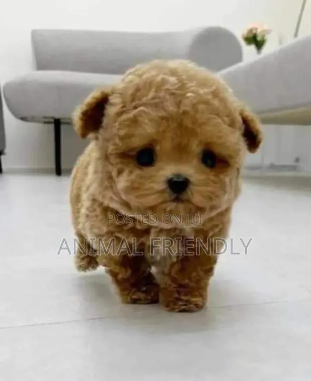 1-3 months Male Purebred Maltese · Photo 1
