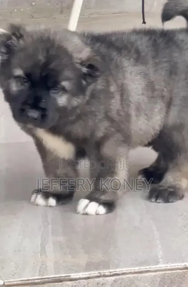 1-3 months Male Purebred Caucasian Shepherd · Photo 1