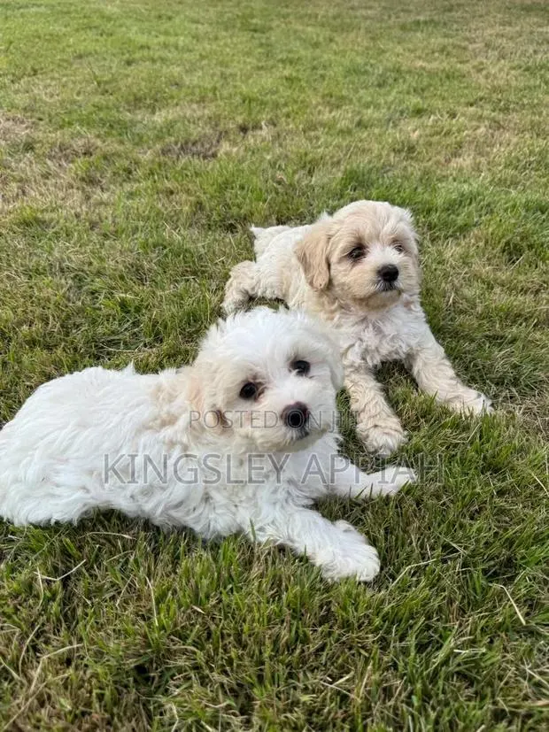 1-3 months Female Purebred Poodle · Photo 1