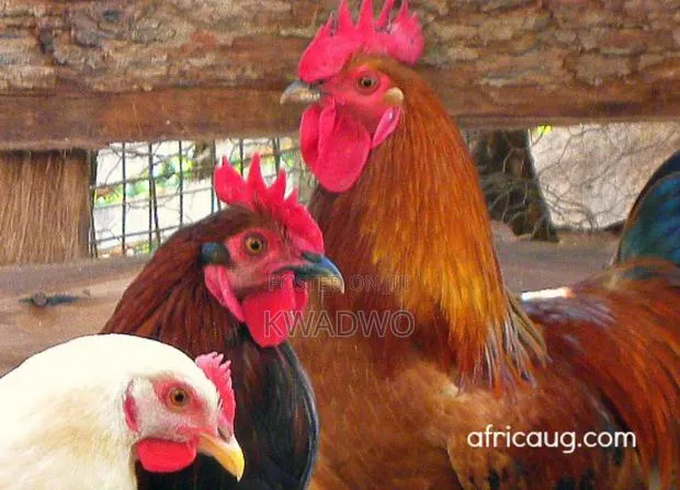 Kuroiler Birds and Fertile Eggs · Photo 1