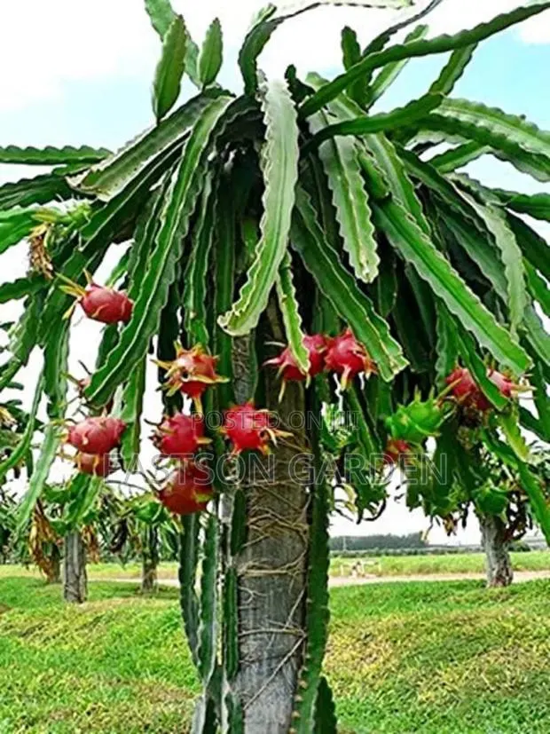 Exotic Dragon Fruits Seedlings · Photo 3