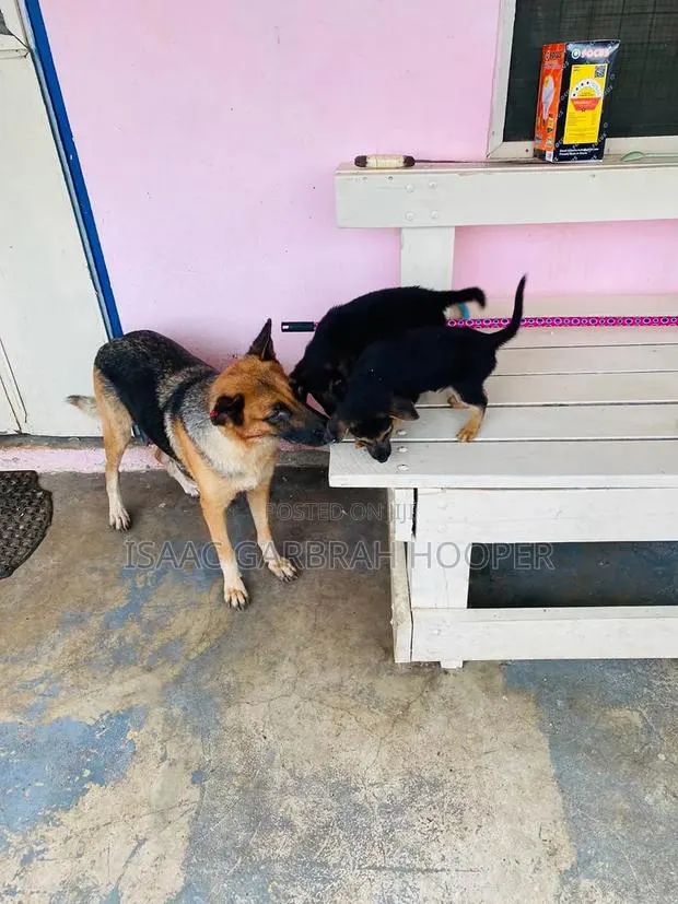1-3 months Male Purebred German Shepherd · Photo 1