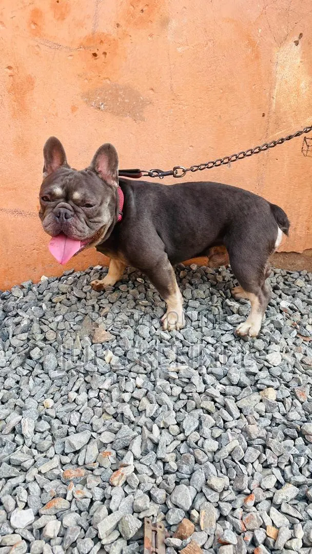 1+ year Male Purebred French Bulldog · Photo 1