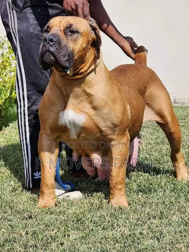 1-3 months Male Purebred Boerboel · Photo 1
