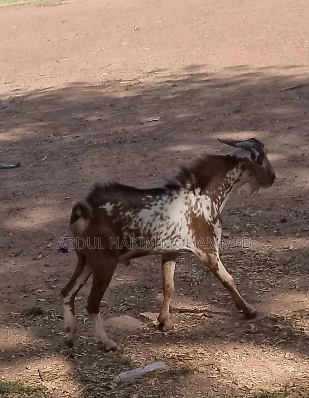 Fresh and Healthy Goat for Sale · Photo 1