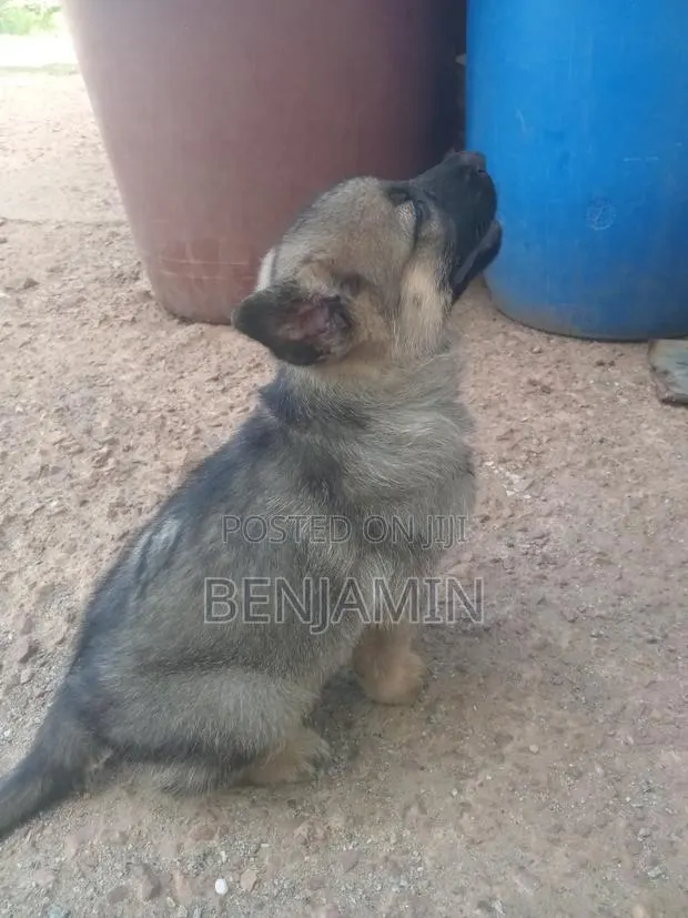 1-3 months Female Purebred German Shepherd · Photo 1