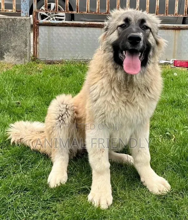 1-3 months Male Purebred Caucasian Shepherd · Photo 1