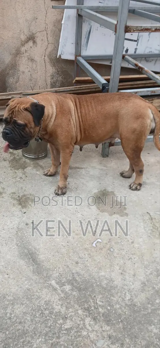 1+ year Female Purebred Bullmastiff · Photo 1