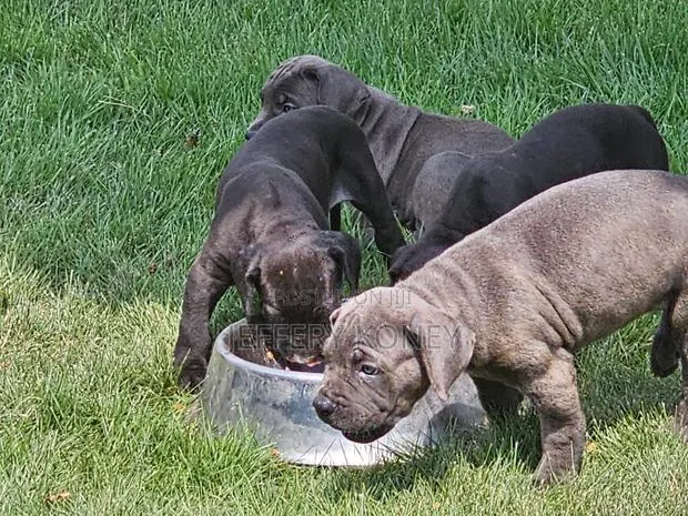1-3 months Female Purebred Cane Corso · Photo 1