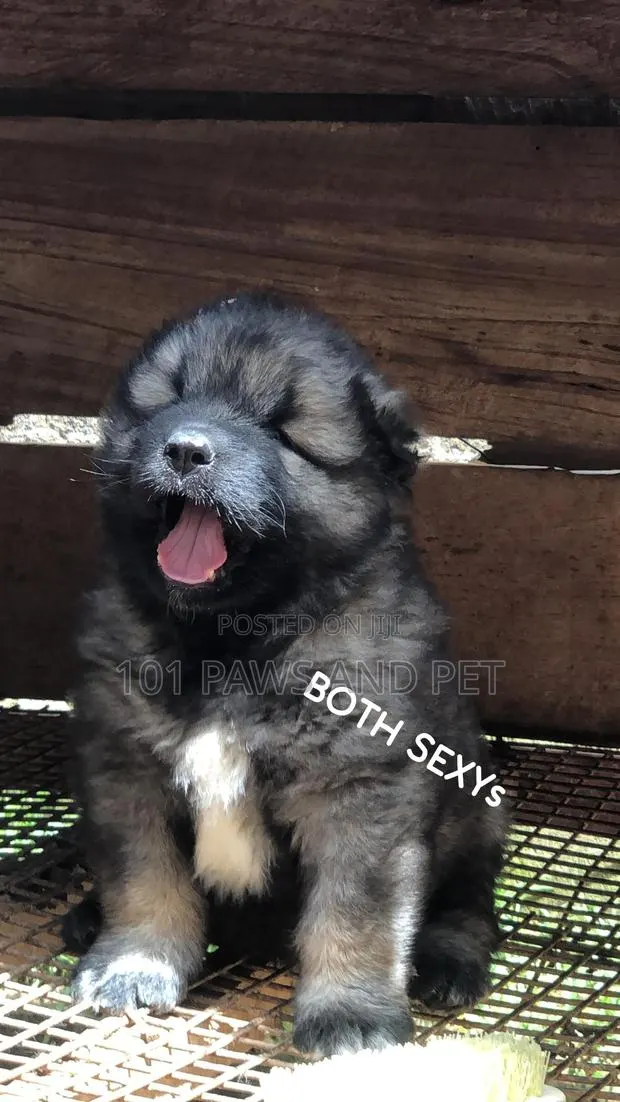 1-3 months Male Purebred Caucasian Shepherd · Photo 1