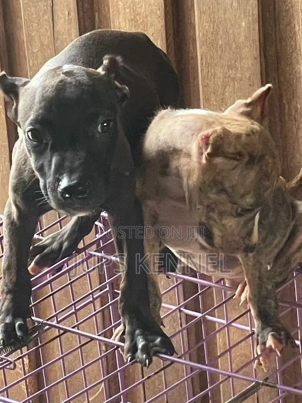 1-3 months Female Purebred American Pit Bull Terrier · Photo 1