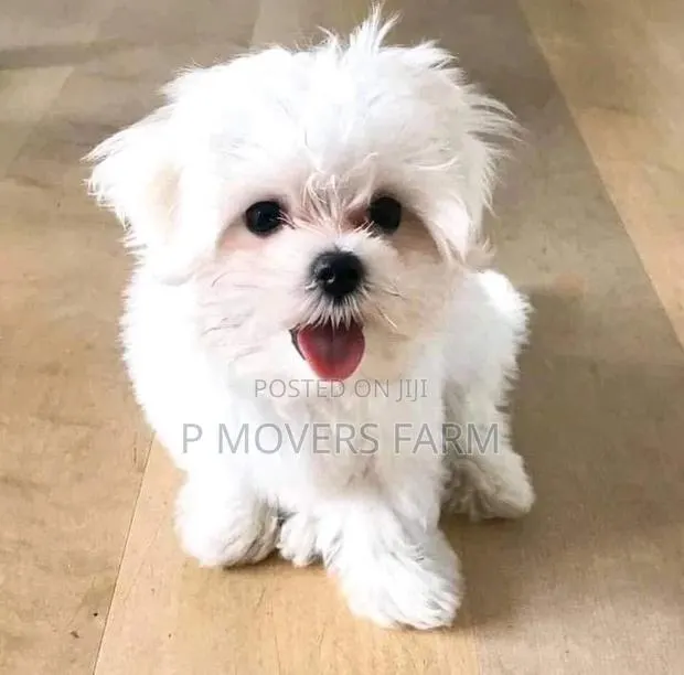 1-3 months Male Purebred Maltese