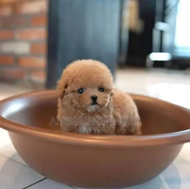 1-3 months Male Purebred Lhasa Apso · Photo 1