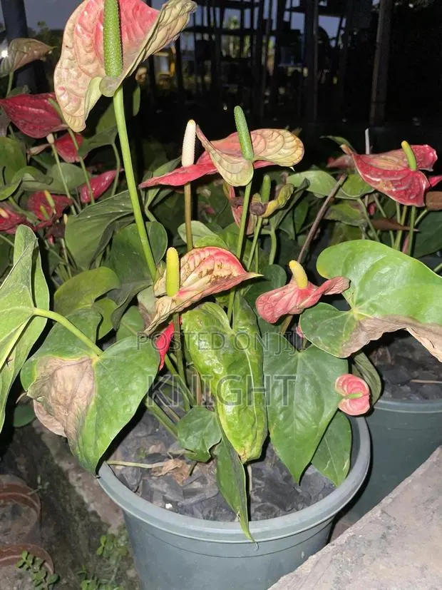 Syngonium Pink Flower Plant · Photo 1