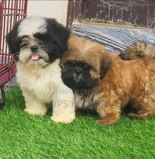 1-3 months Female Purebred Shih Tzu · Photo 1