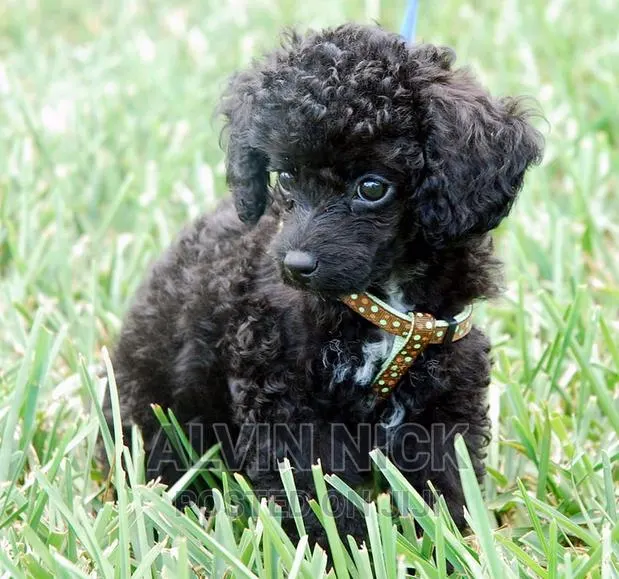 1-3 months Male Purebred Poodle · Photo 1
