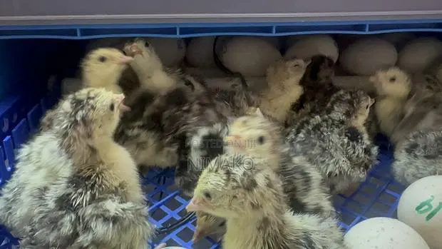 Day Old Hybrid Turkey Poults for Sale · Photo 1