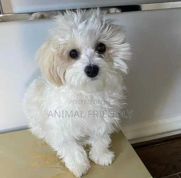 1-3 months Female Purebred Poodle · Photo 1