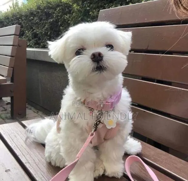 1-3 months Male Purebred Poodle · Photo 1