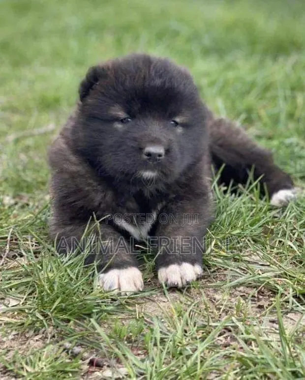 1-3 months Male Purebred Caucasian Shepherd · Photo 1