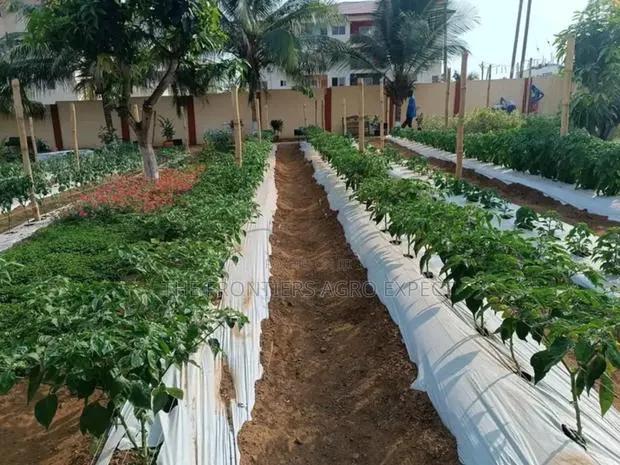 Backyard Vegetable Irrigation Farm Setup · Photo 1