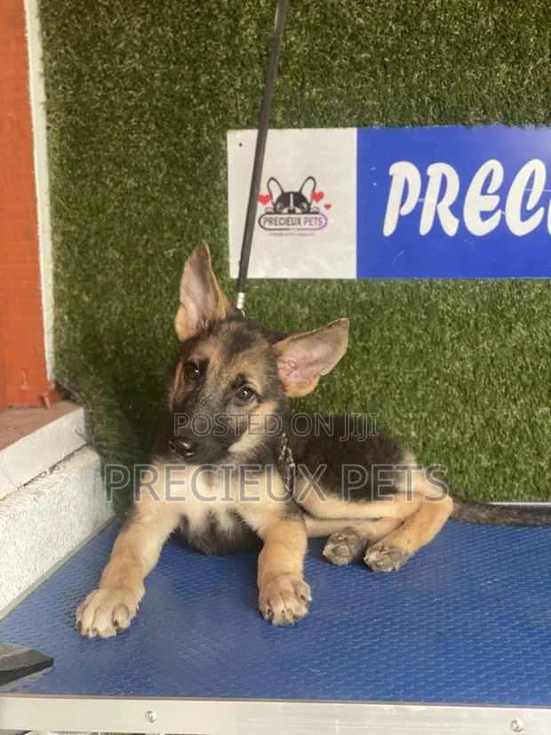 1-3 months Male Purebred German Shepherd · Photo 1