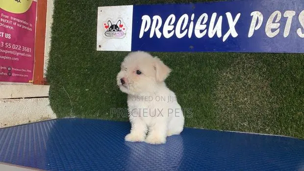 1-3 months Male Purebred Maltipoo · Photo 1