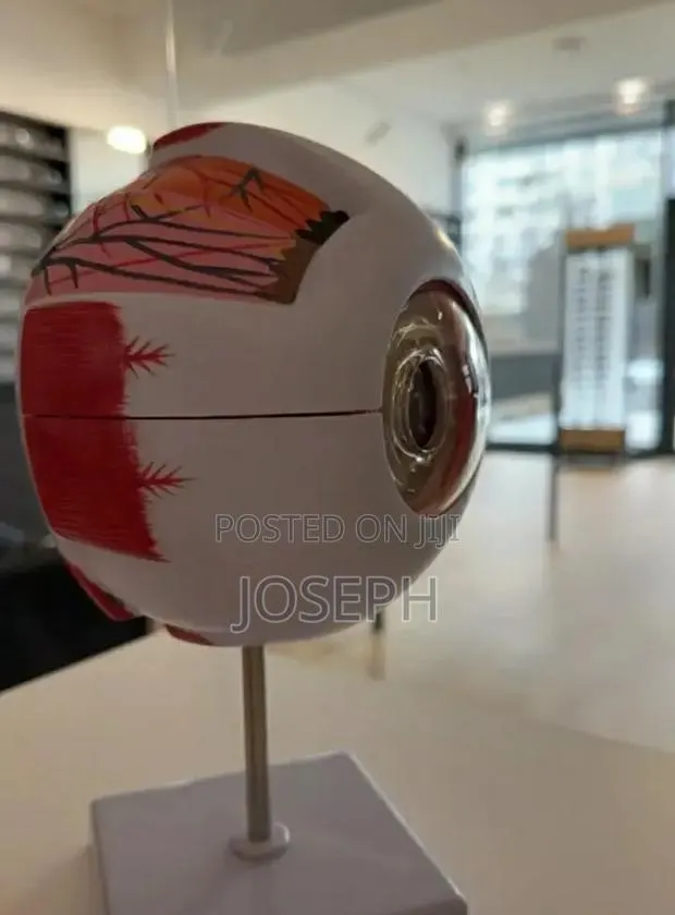 Human Eye Anatomy · Photo 3