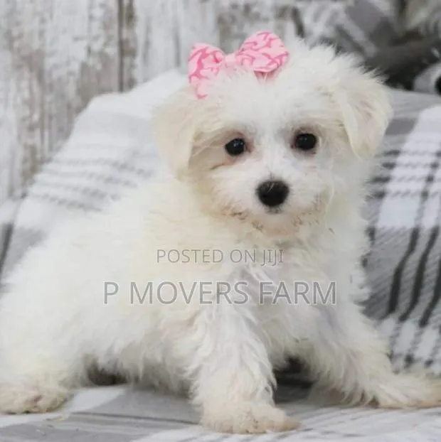 1-3 months Female Purebred Maltese · Photo 1