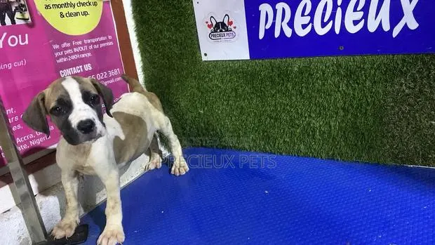 1-3 months Female Purebred Boerboel · Photo 1