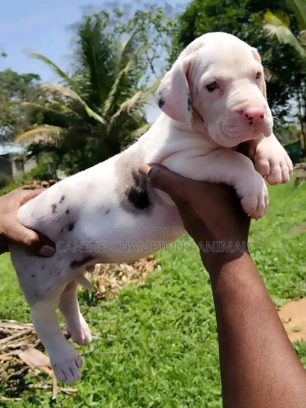 1-3 months Male Purebred Great Dane · Photo 1