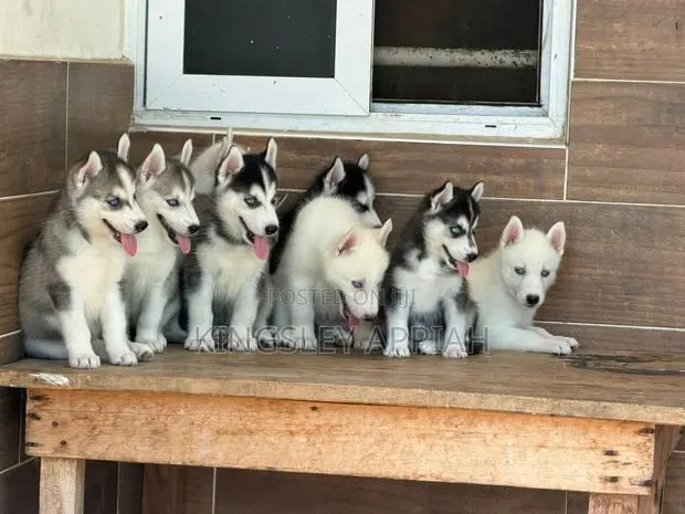 1-3 months Male Purebred Siberian Husky · Photo 1