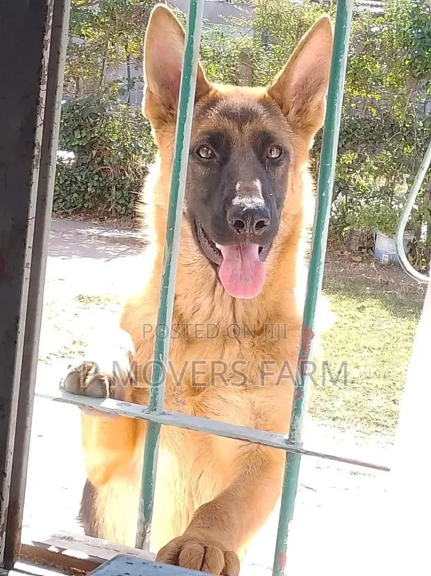 1-3 months Male Purebred German Shepherd · Photo 1