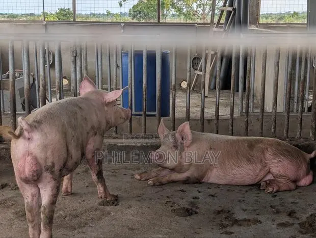 Pigs for Sale · Photo 1