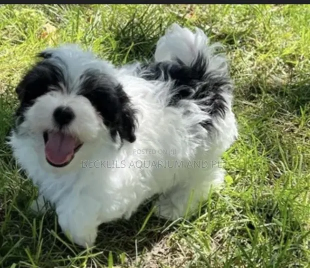 1-3 months Male Purebred Maltese · Photo 1